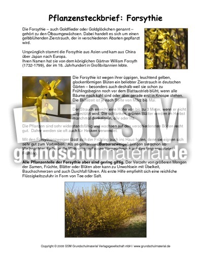 Steckbrief-Forsythie.pdf